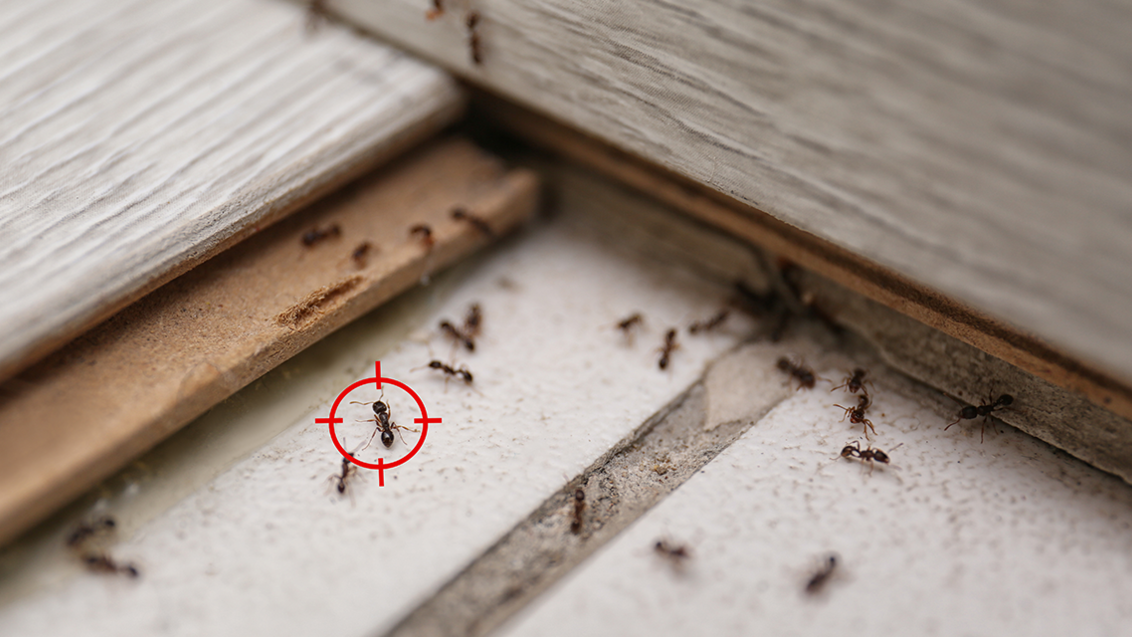 como controlar plagas de hormigas