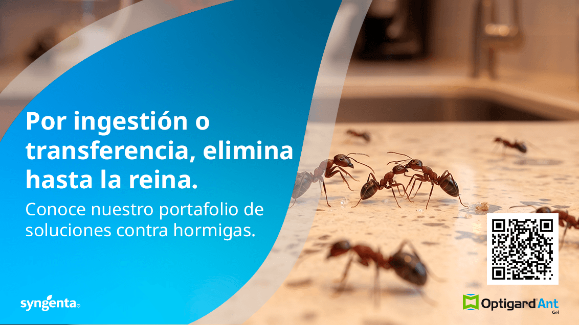 Conoce nuestro portafolio de soluciones contra hormigas.