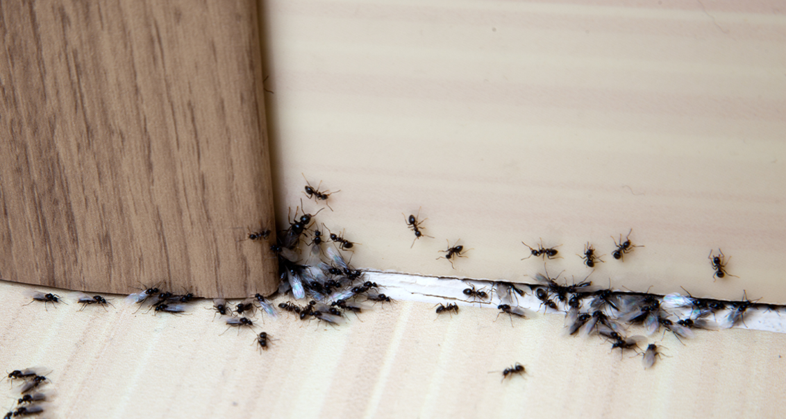 plagas de hormigas 