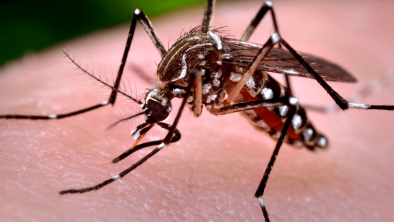 mosquito aedes aegypti