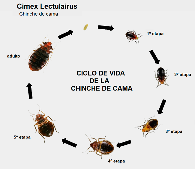 ciclo biológico de la chinche de cama