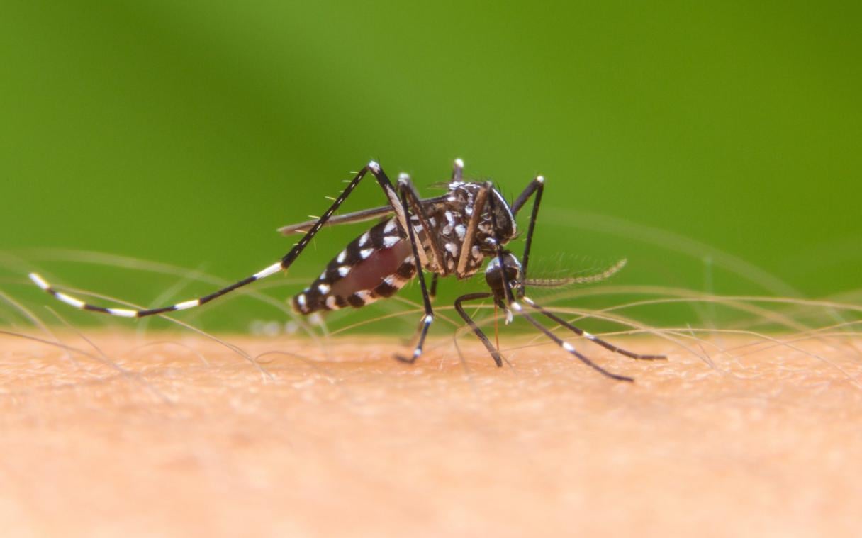 control de mosquitos