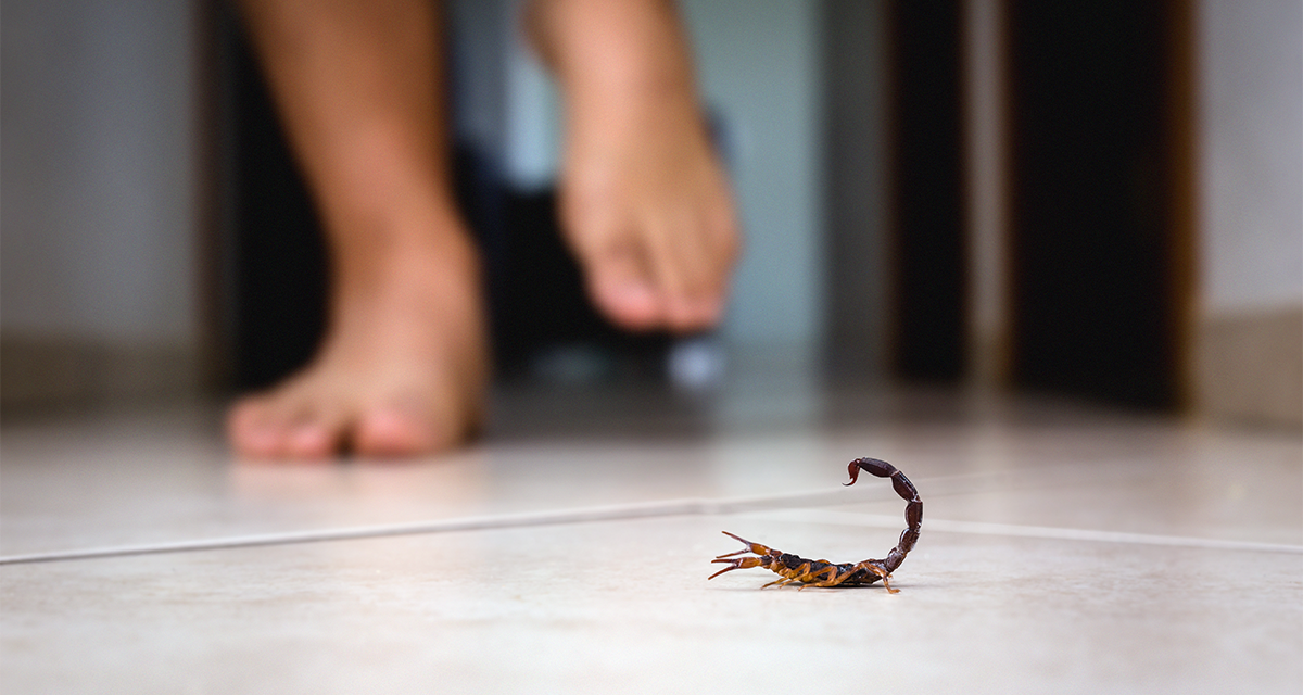 cómo controlar alacranes