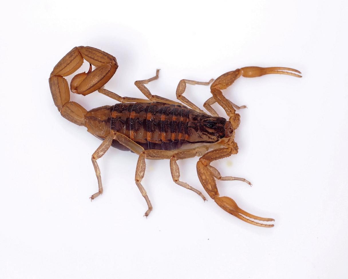 como controlar alacranes