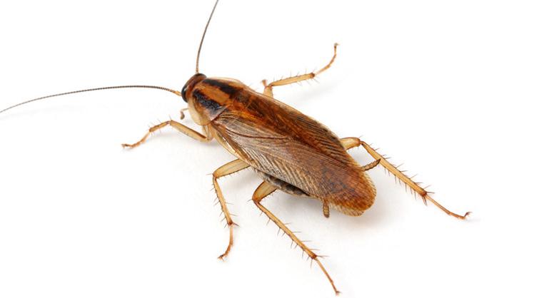 control de cucaracha alemana